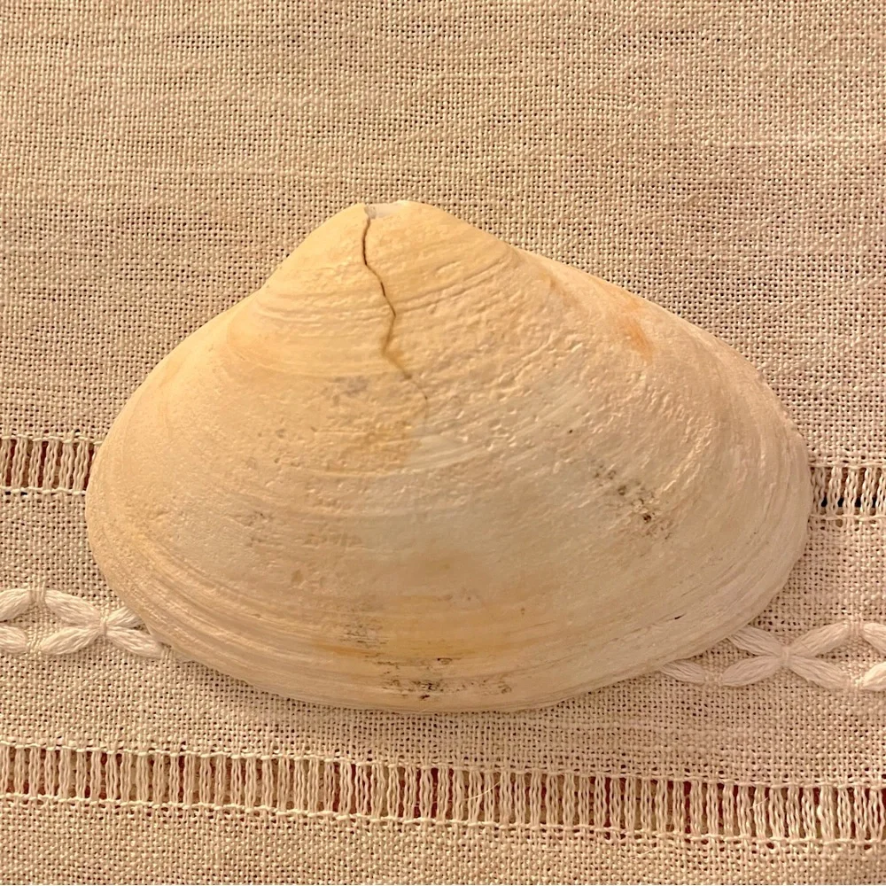 🧼Real Shell Soap Handmade Art🧼 soap included